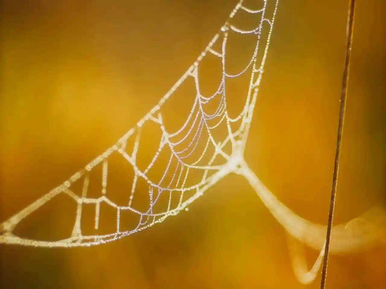 Suggestion thumbnail